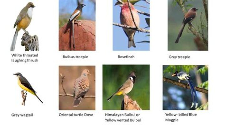 Which bird is only found in the USA?