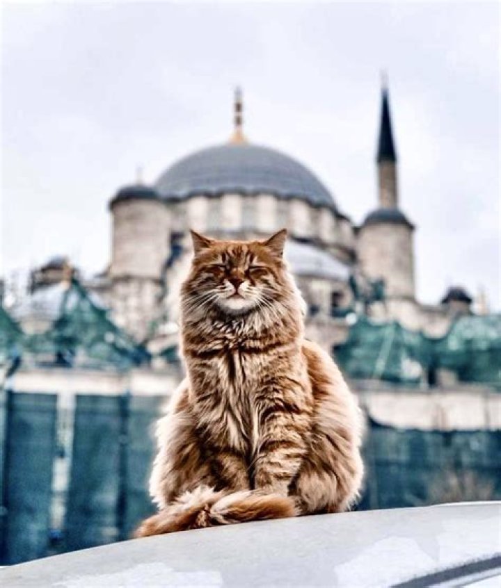 Which city is full of cats?