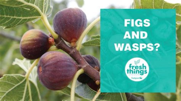 Which figs do not need wasps?