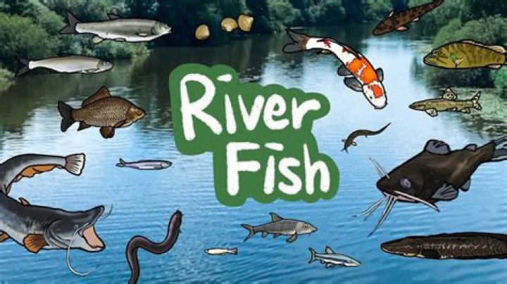 Which fish is better river or sea?