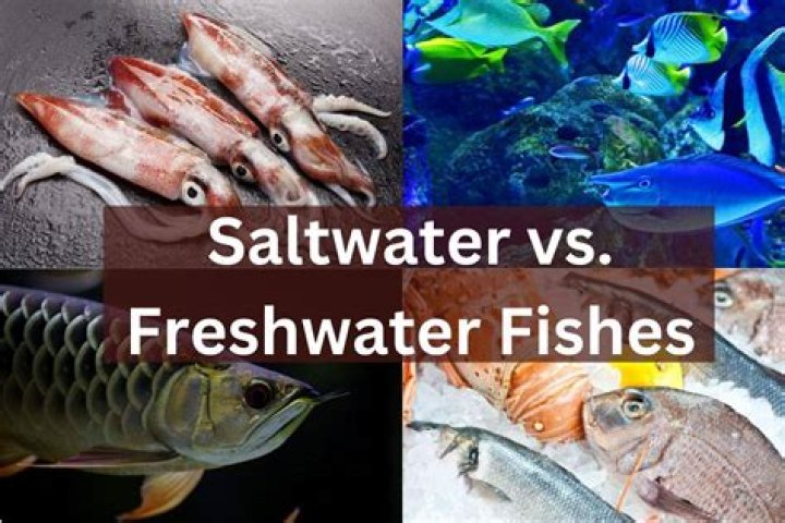 Which fish tastes better freshwater or saltwater?