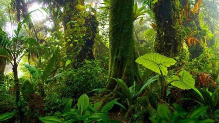 Which forest is known as rainforest?