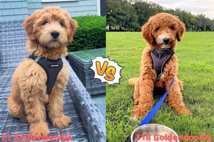 Which is better F1 or F1B Goldendoodle?