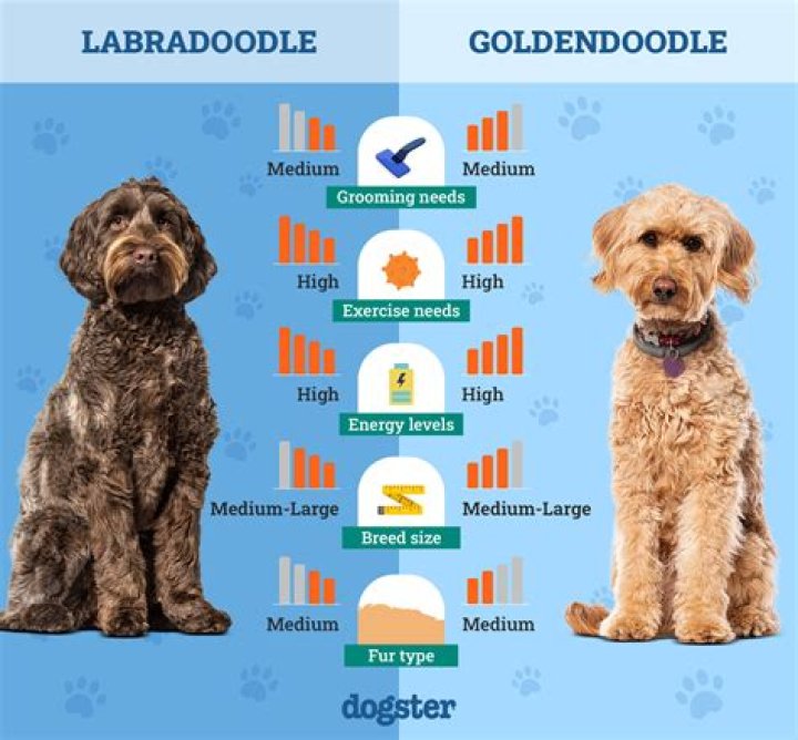 Which is better Labradoodle or Goldendoodle?
