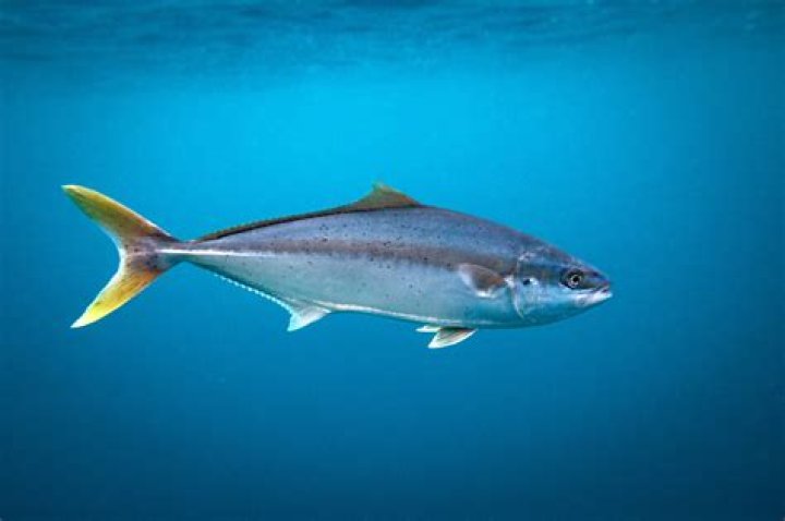 Which is better yellowtail or barefoot?