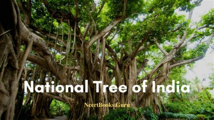 Which is our national tree and why?