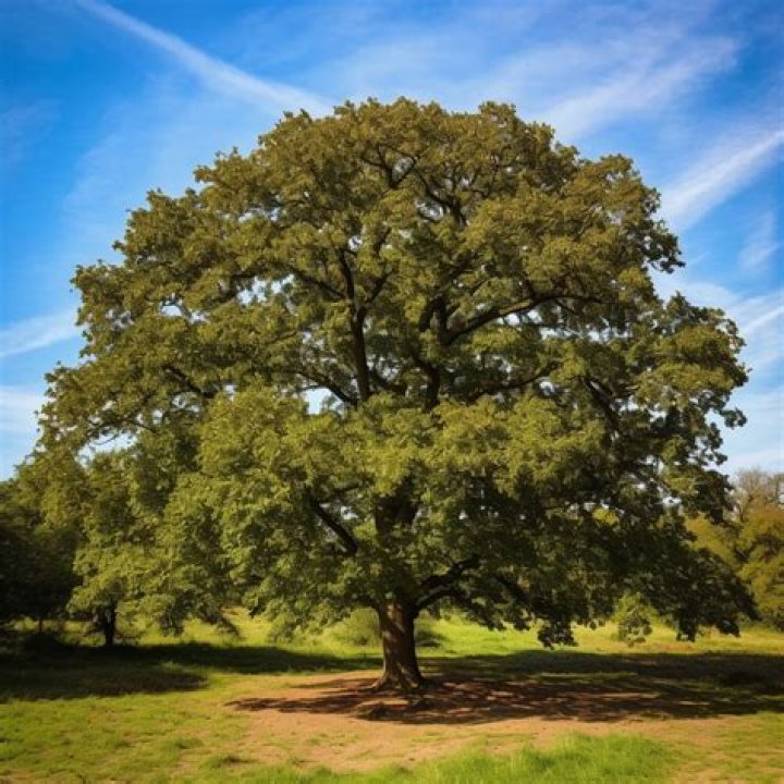 Which is the fastest growing oak tree?