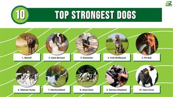 Which legendary dog is the strongest?