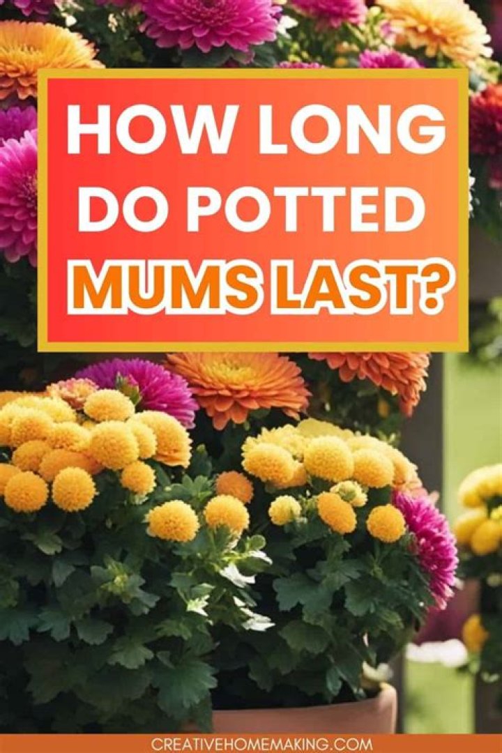 Which mums last the longest?