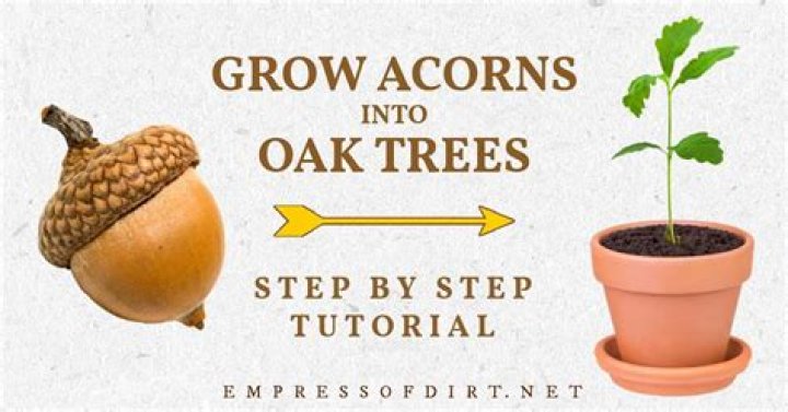 Which oak trees produce acorns the fastest?