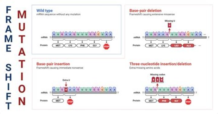Which of the following can cause a frameshift mutation?