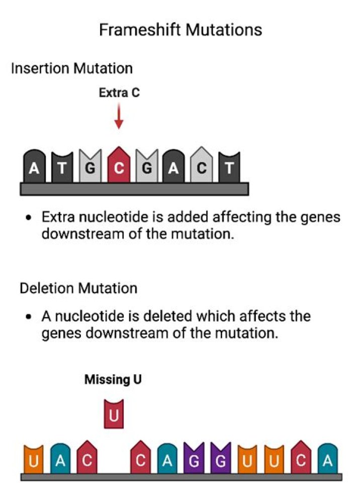 Which of the following is an example of frameshift mutation?
