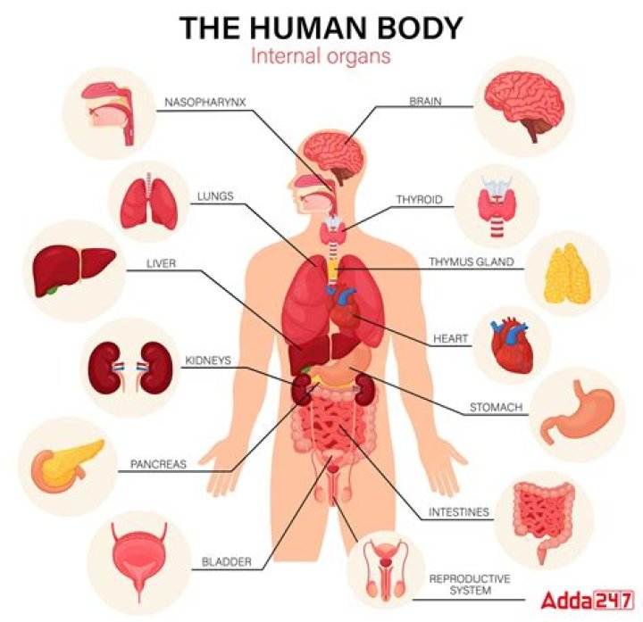 Which organ of the body does not rest?