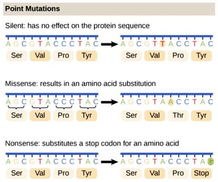 Which point mutation would be most likely to have a catastrophic effect on the functioning of a protein?
