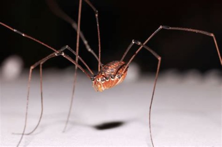 Which spider has the longest legs?