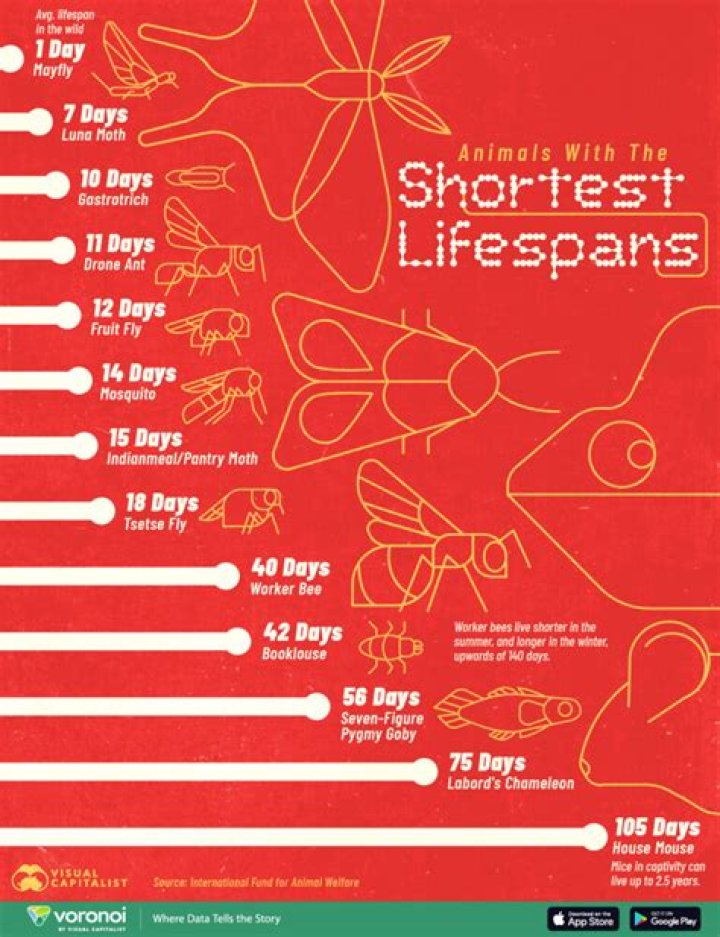 Which sport has shortest lifespan?