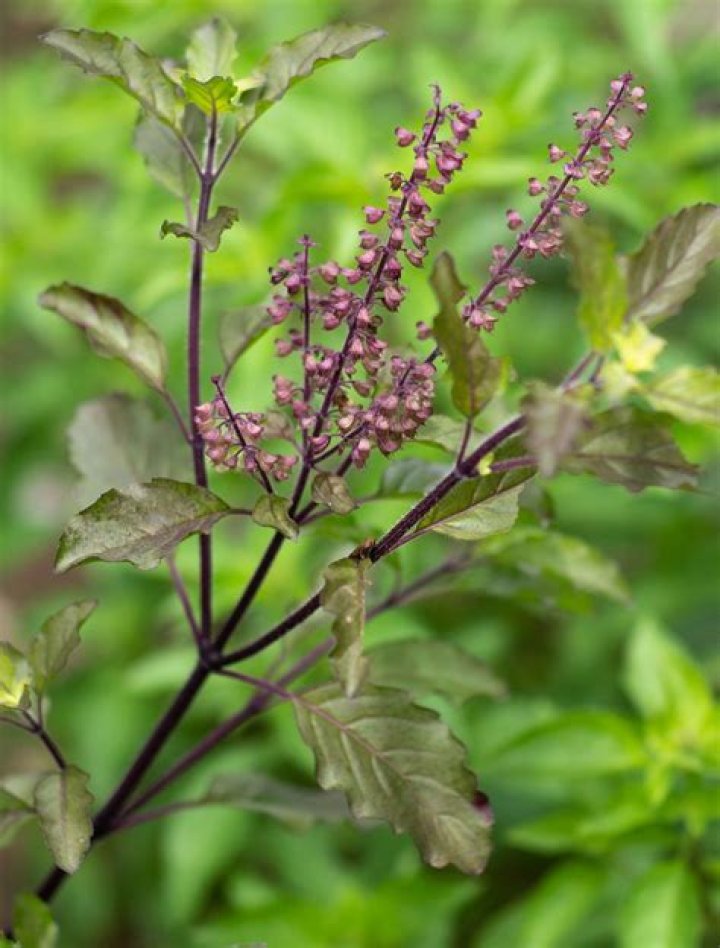 Which Tulsi has purple flowers?