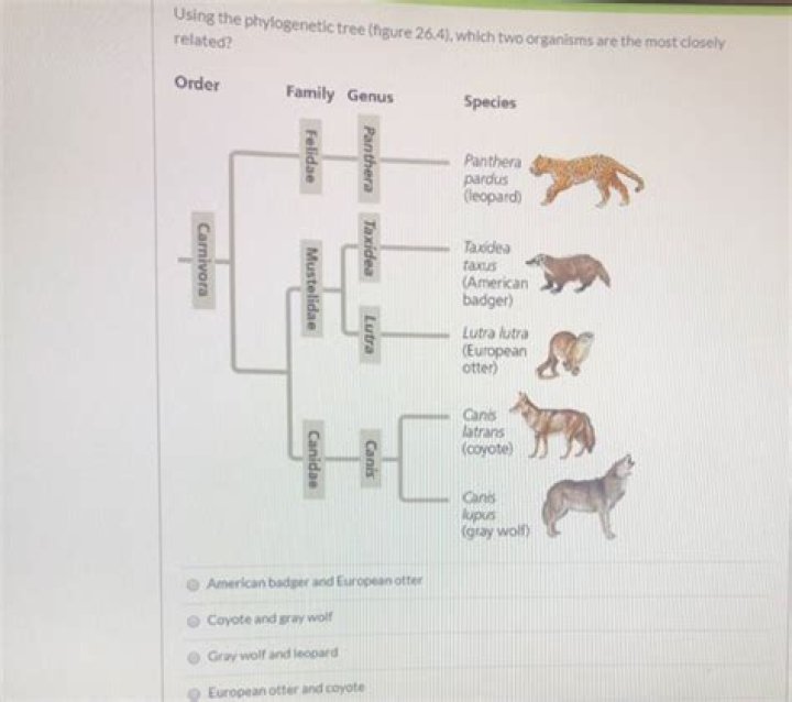 Which two animals is the wolf most closely related to?
