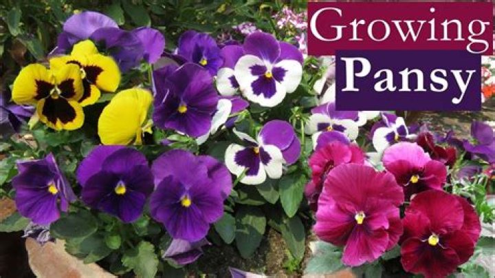 Who does Pansy marry?