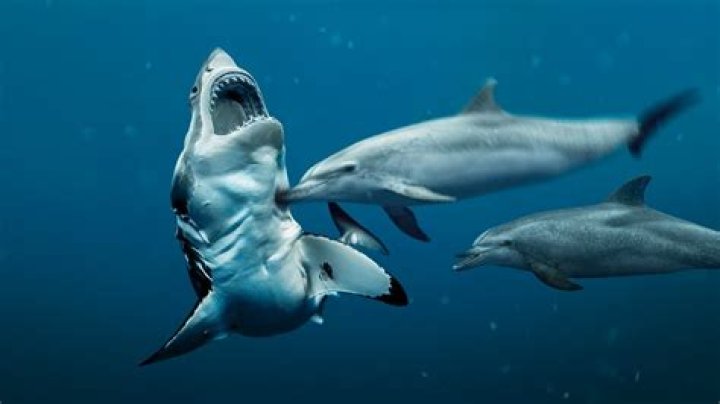 Who is faster dolphin or shark?