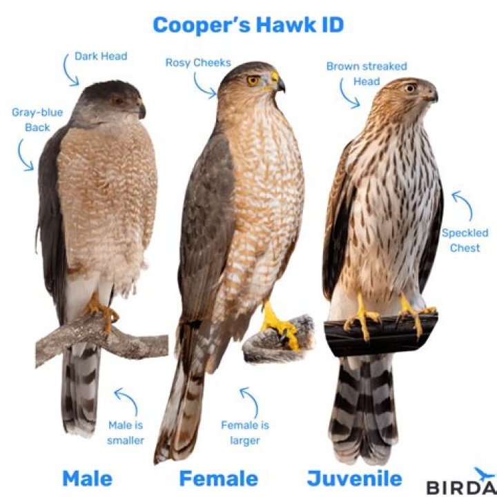 Who is faster falcon or hawk?