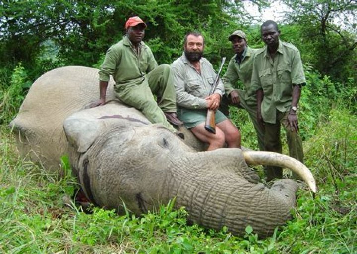Who is killing elephants for ivory?