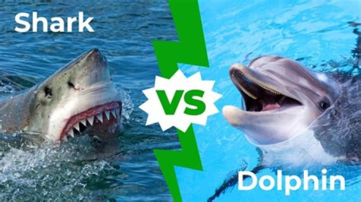 Who is stronger dolphin or shark?
