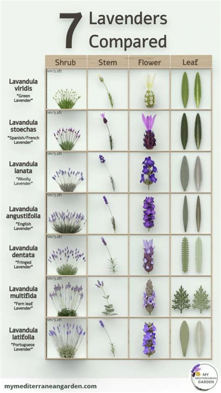 Who is your lavender?