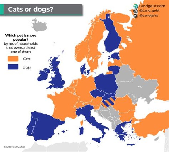 Who sleeps more cats or dogs?
