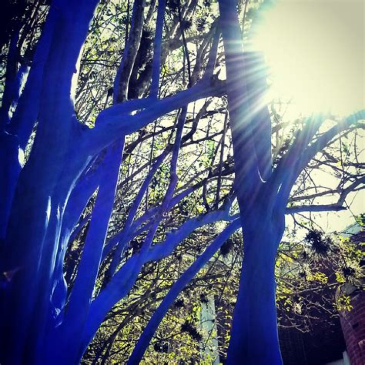 Who started the blue trees?