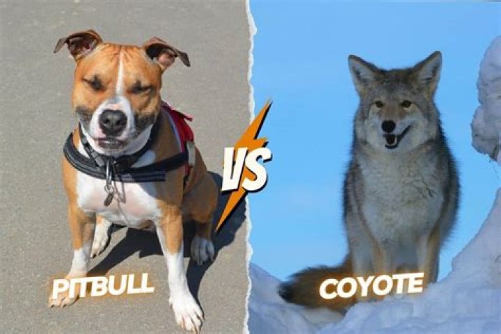 Who would win a coyote or pitbull?