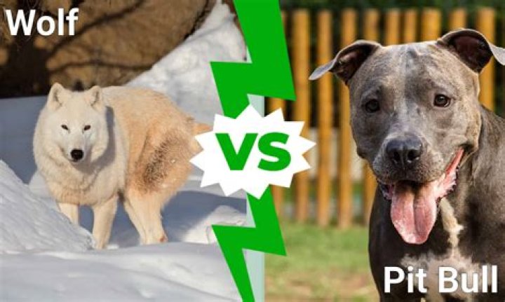 Who would win a pitbull or a wolf?