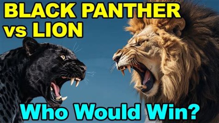 Who would win in a fight cougar or panther?