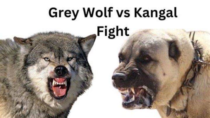 Who would win in a fight German Shepherd or wolf?