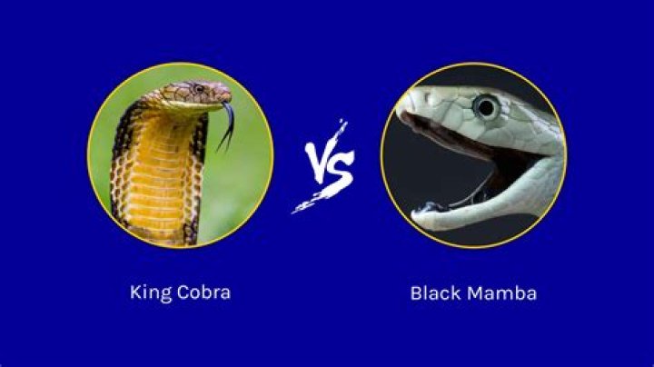 Who would win king cobra or black mamba?