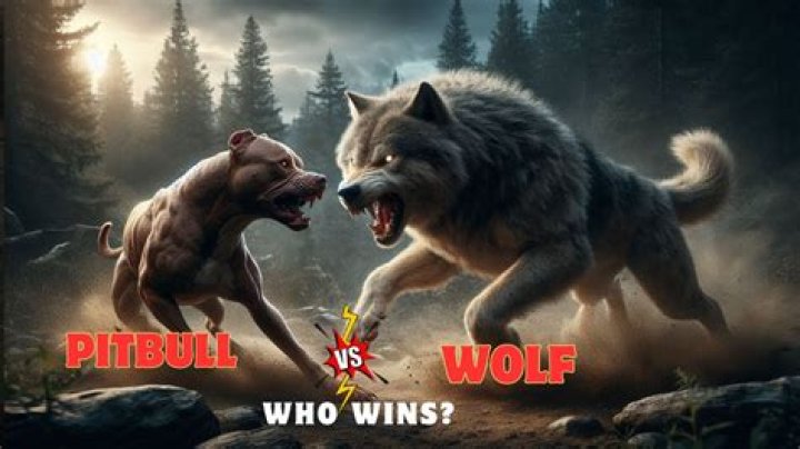Who would win pitbull or wolf?