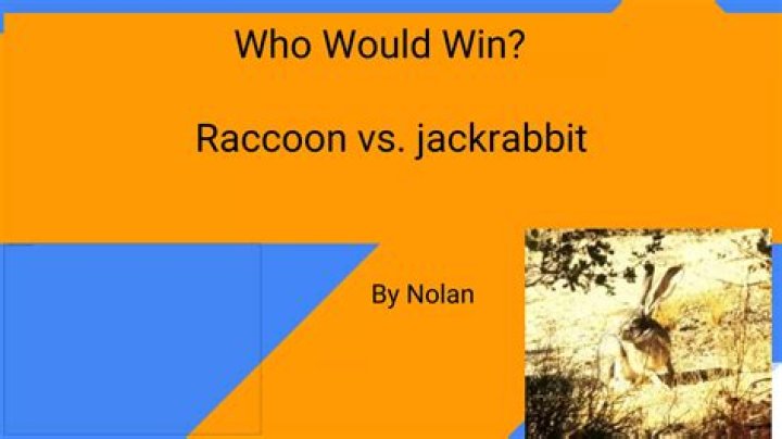 Who would win raccoon or cat?