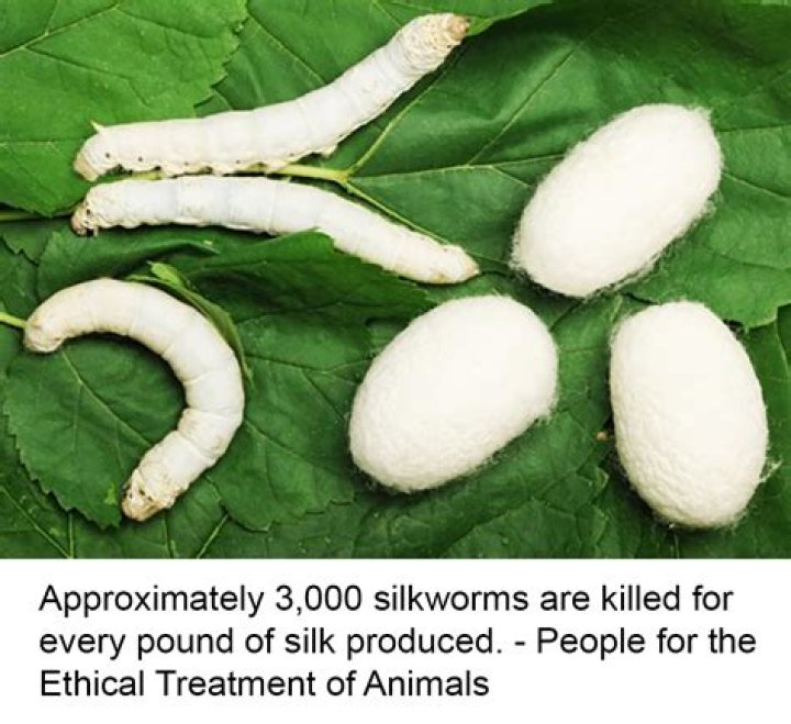 Why are all silkworms not killed?