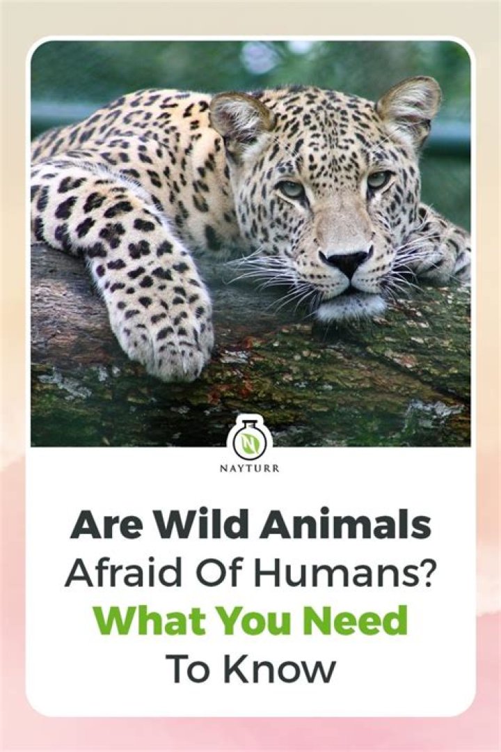 Why are animals afraid of humans?