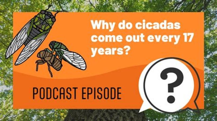 Why are cicadas every 17 years?