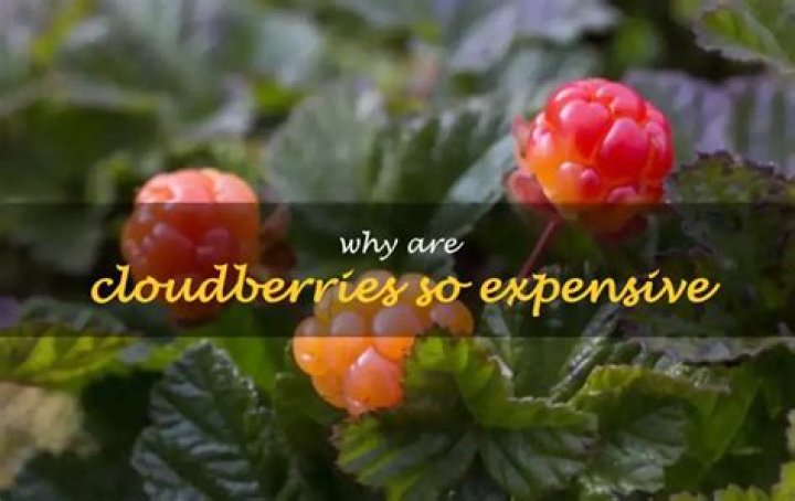 Why are cloudberries so expensive?
