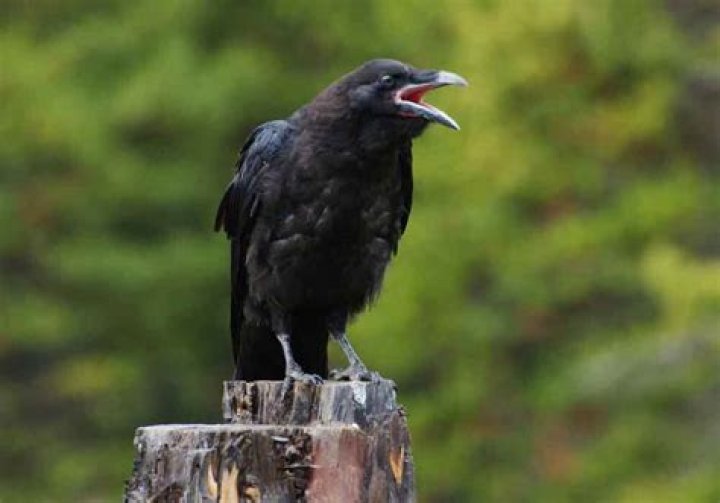 Why are crows so loud?