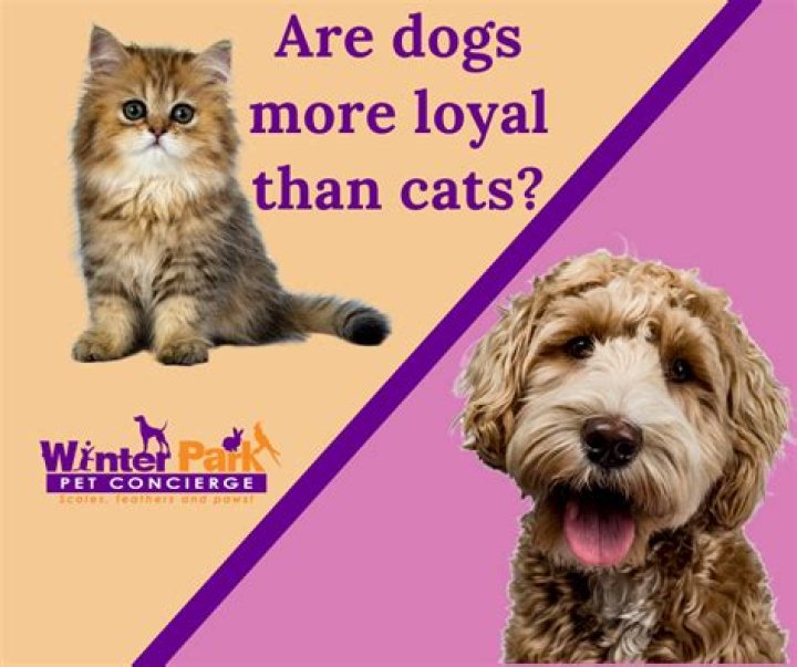 Why are dogs more loyal than cats?