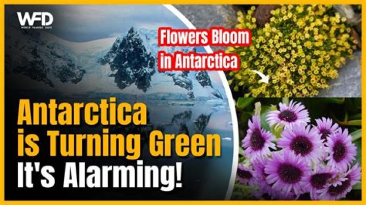 Why are flowers so meaningful?