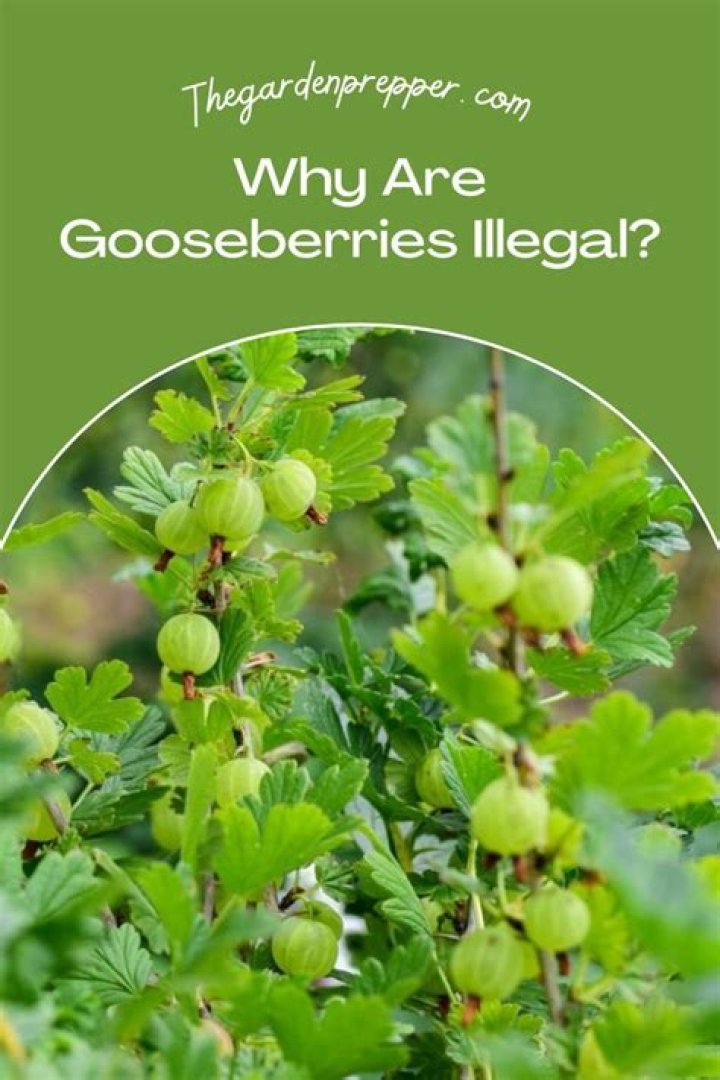 Why are gooseberries called Goosegogs?