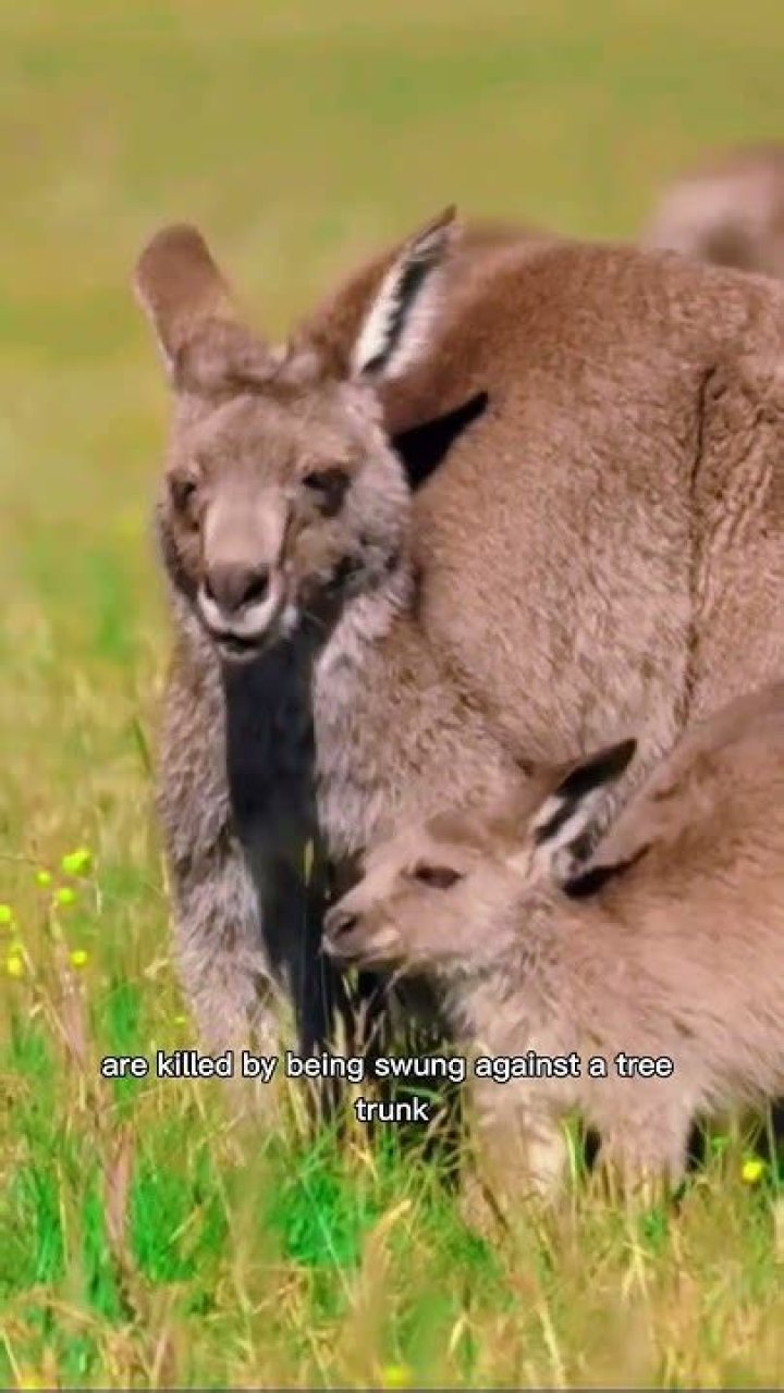 Why are kangaroos culled?