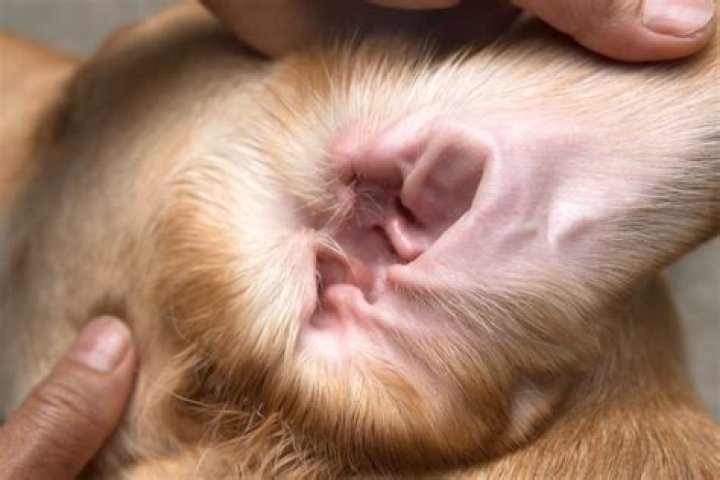 Why are my dogs ears so dirty?