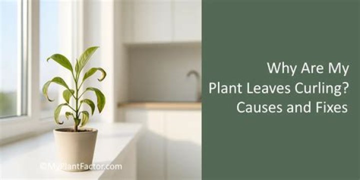 Why are my plants leaves so light?