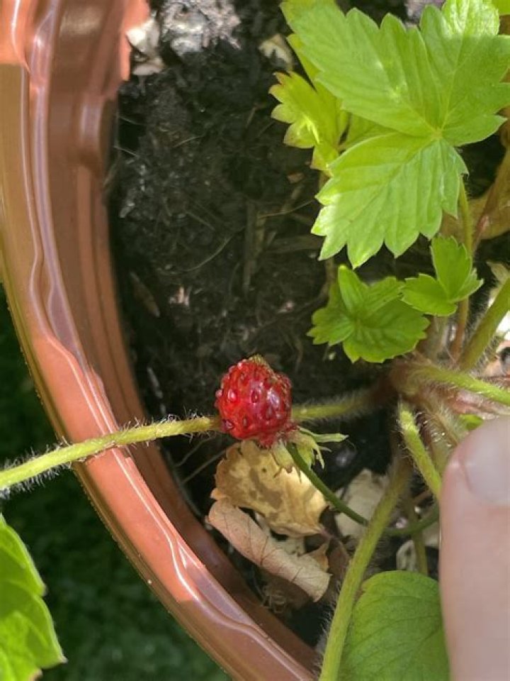 Why are my strawberries so small?