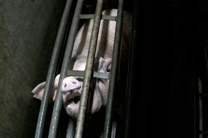 Why are pigs boiled alive?